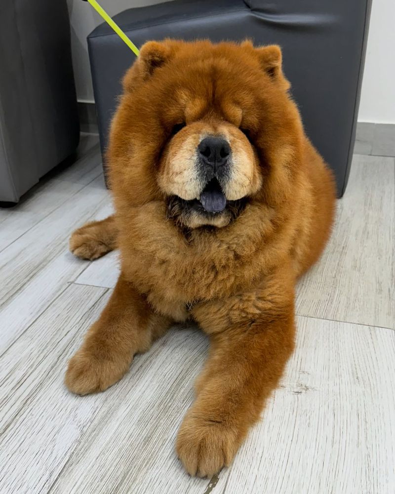 Chow Chow