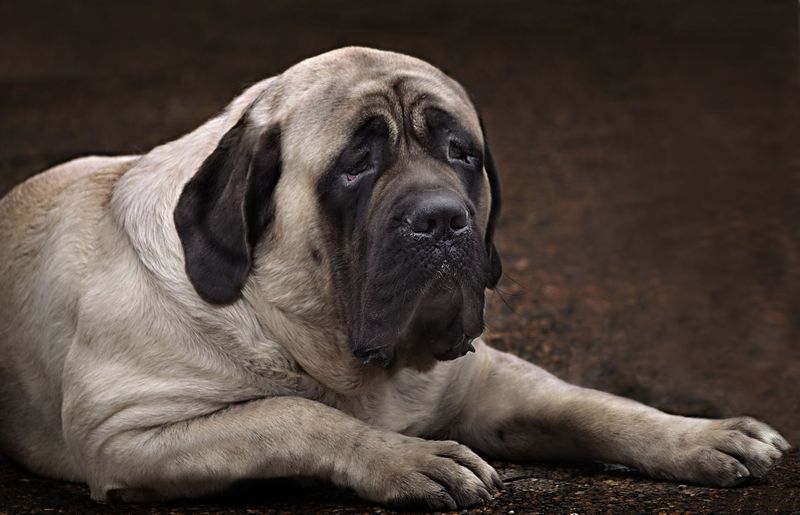 Mastiff