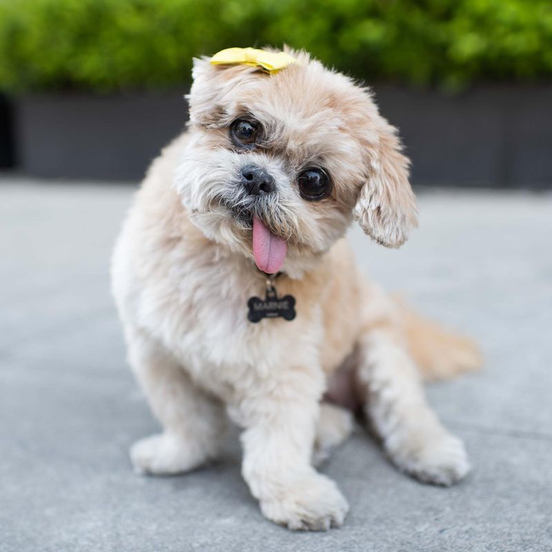Shih Tzu