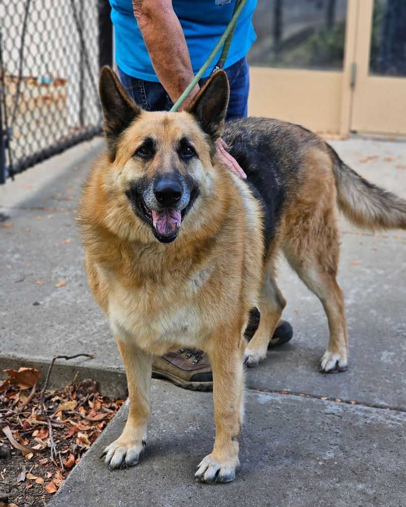 German Shepherd