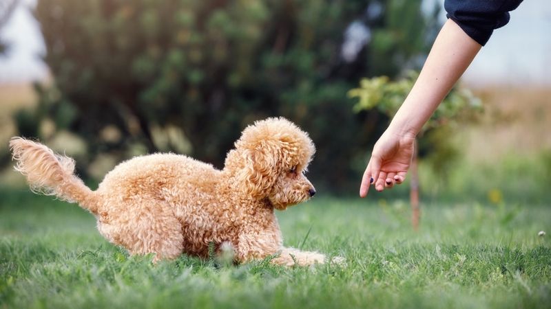 Poodle