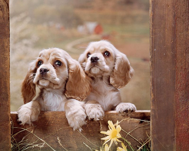 Cocker Spaniel