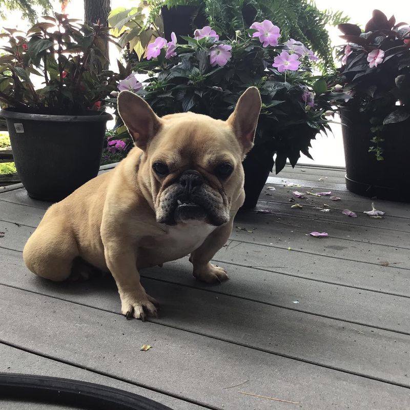 French Bulldog