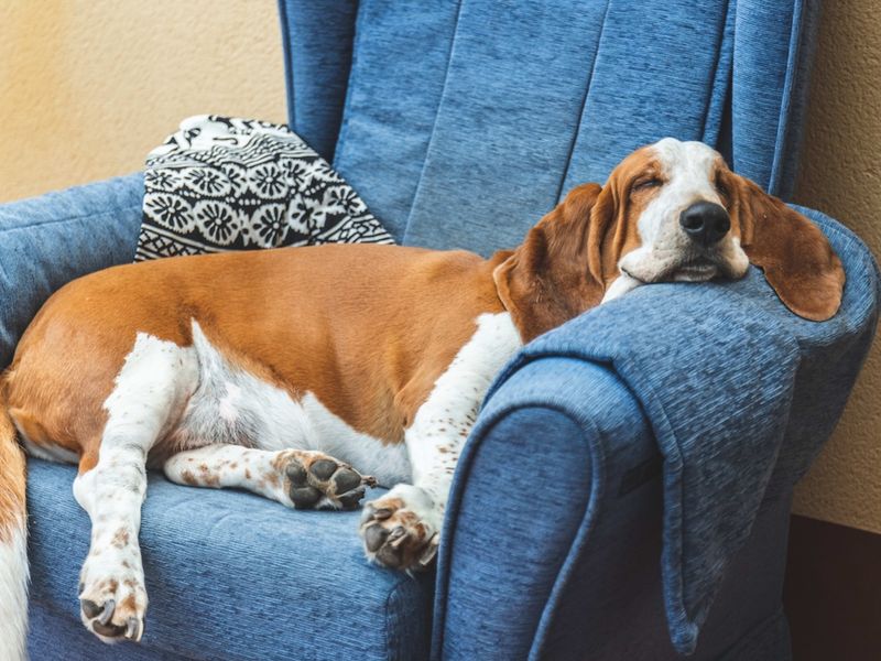 Basset Hound