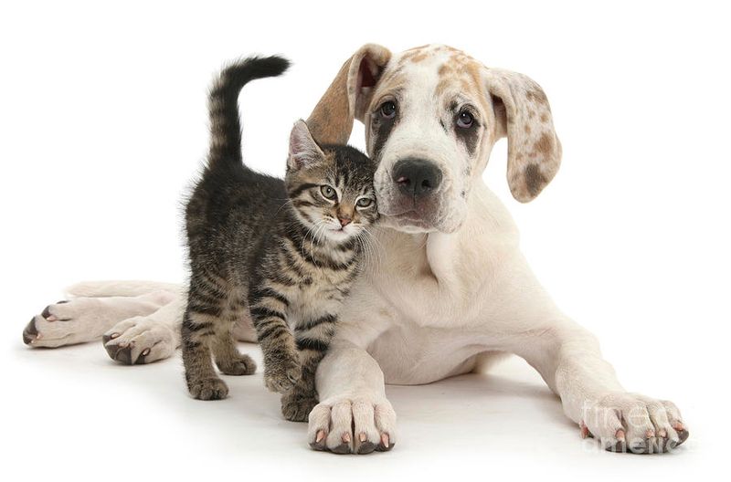 Great Dane