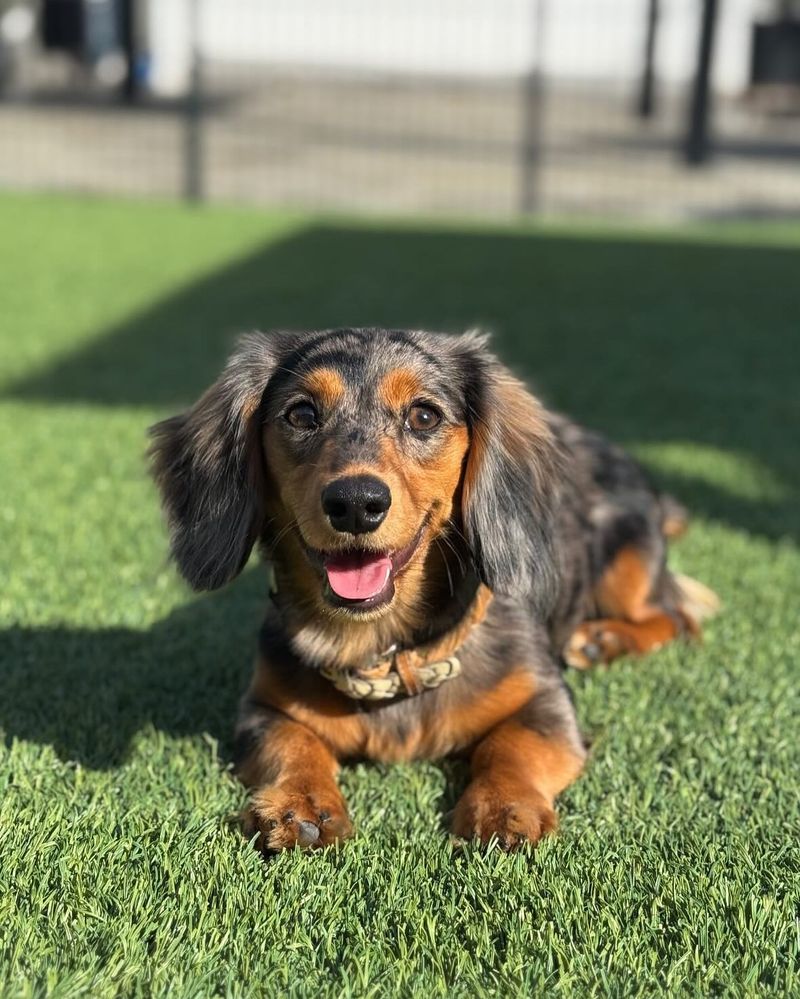 Dachshund