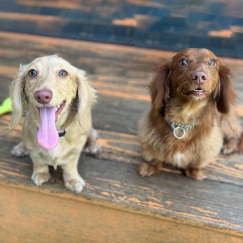 Dachshund