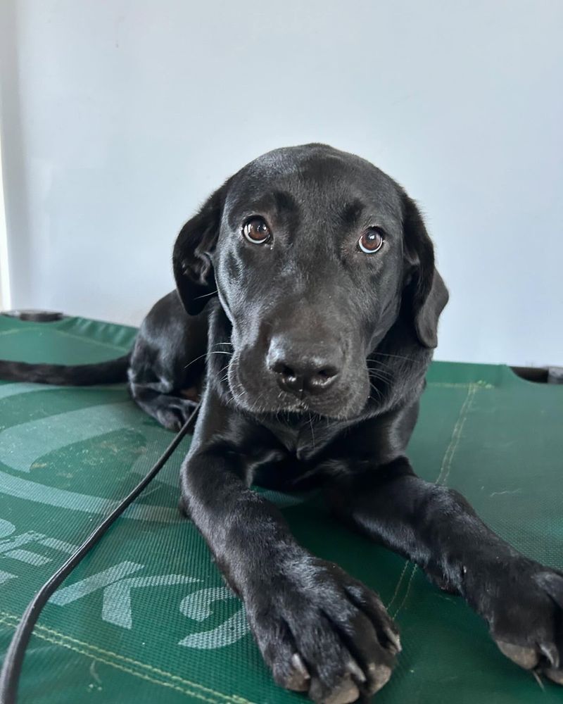 Labrador Retriever