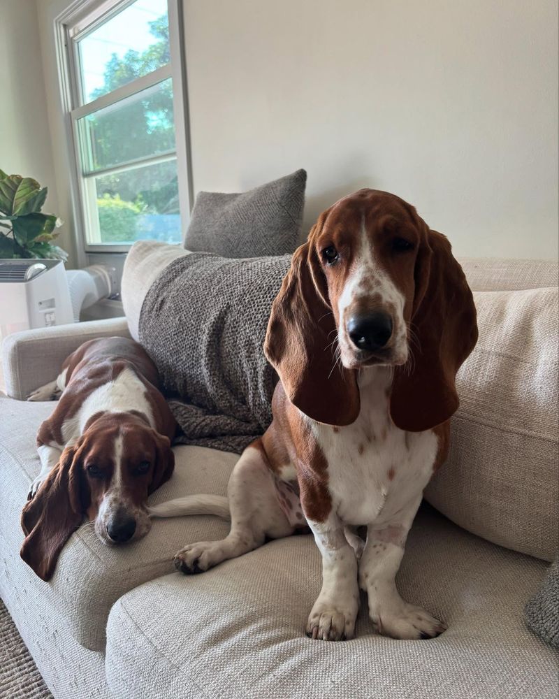 Basset Hound