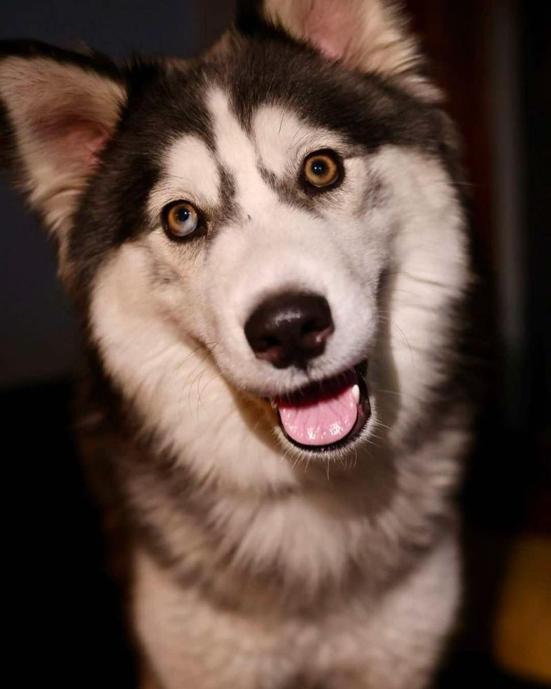 Siberian Husky