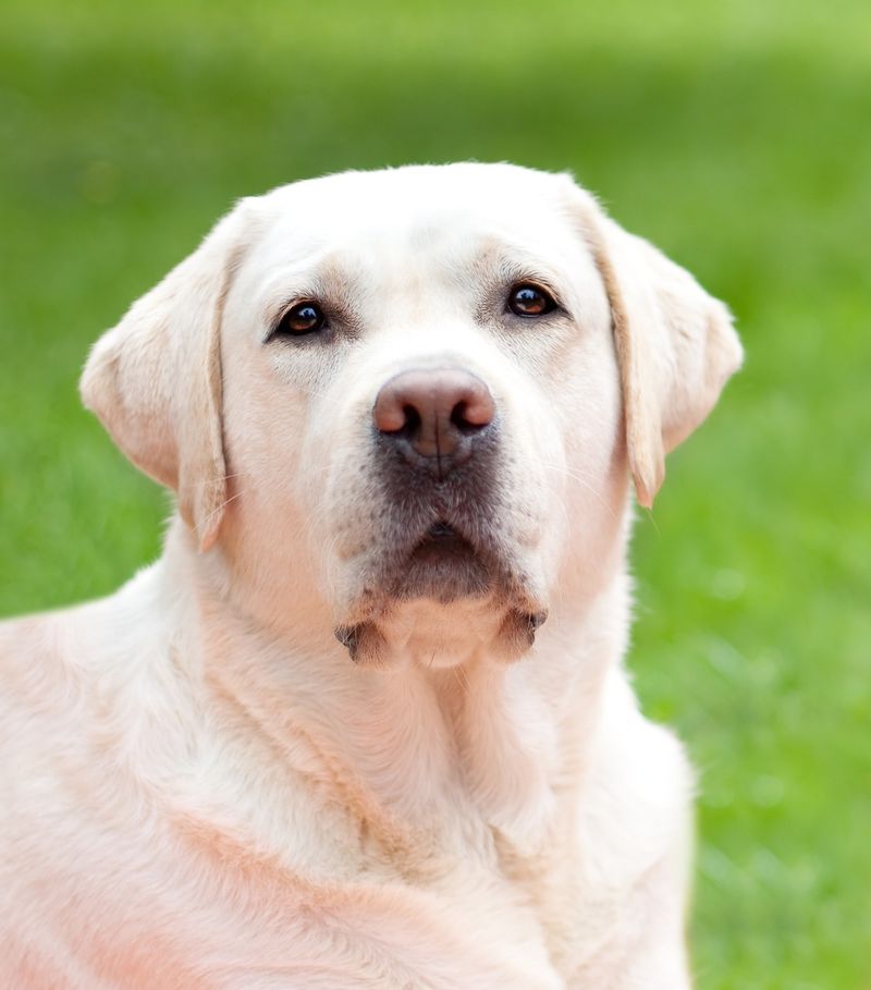 Labrador Retriever