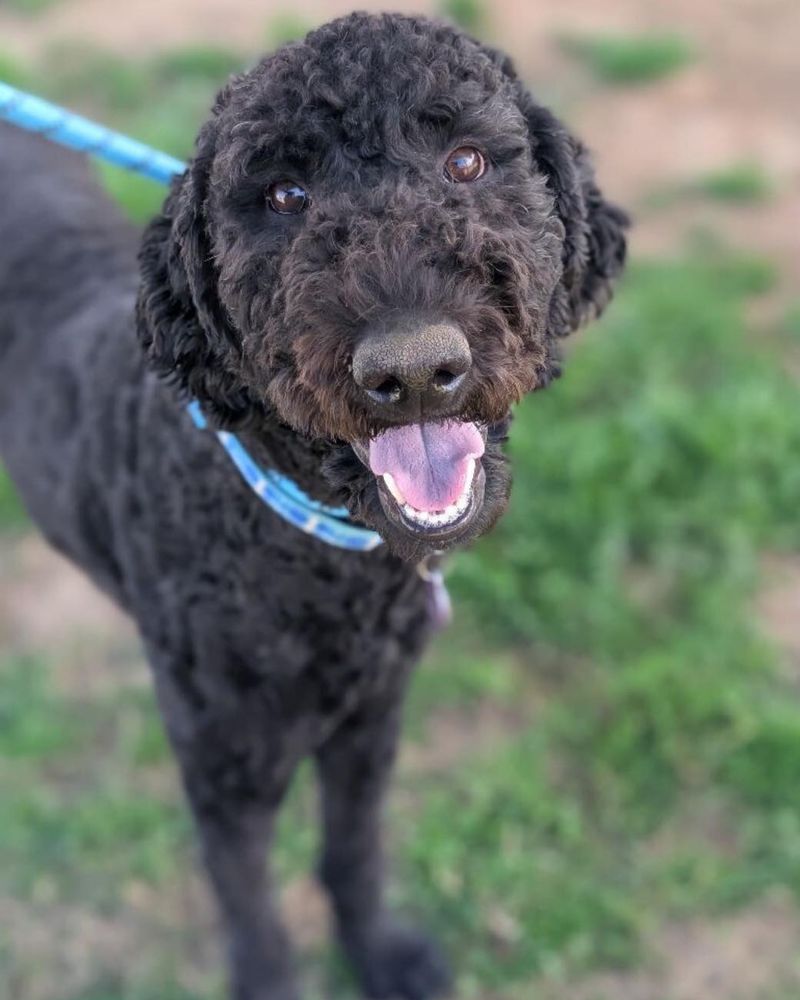 Poodle