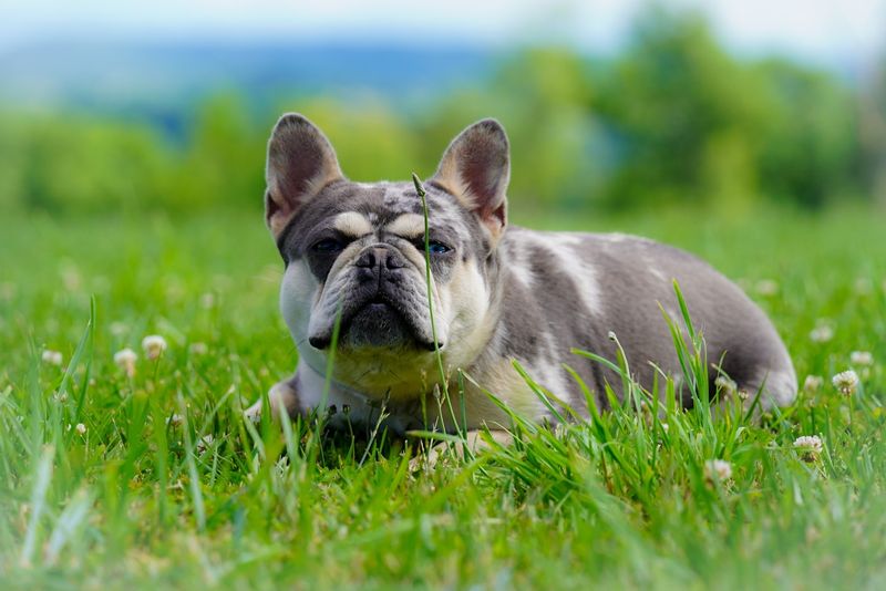 French Bulldog