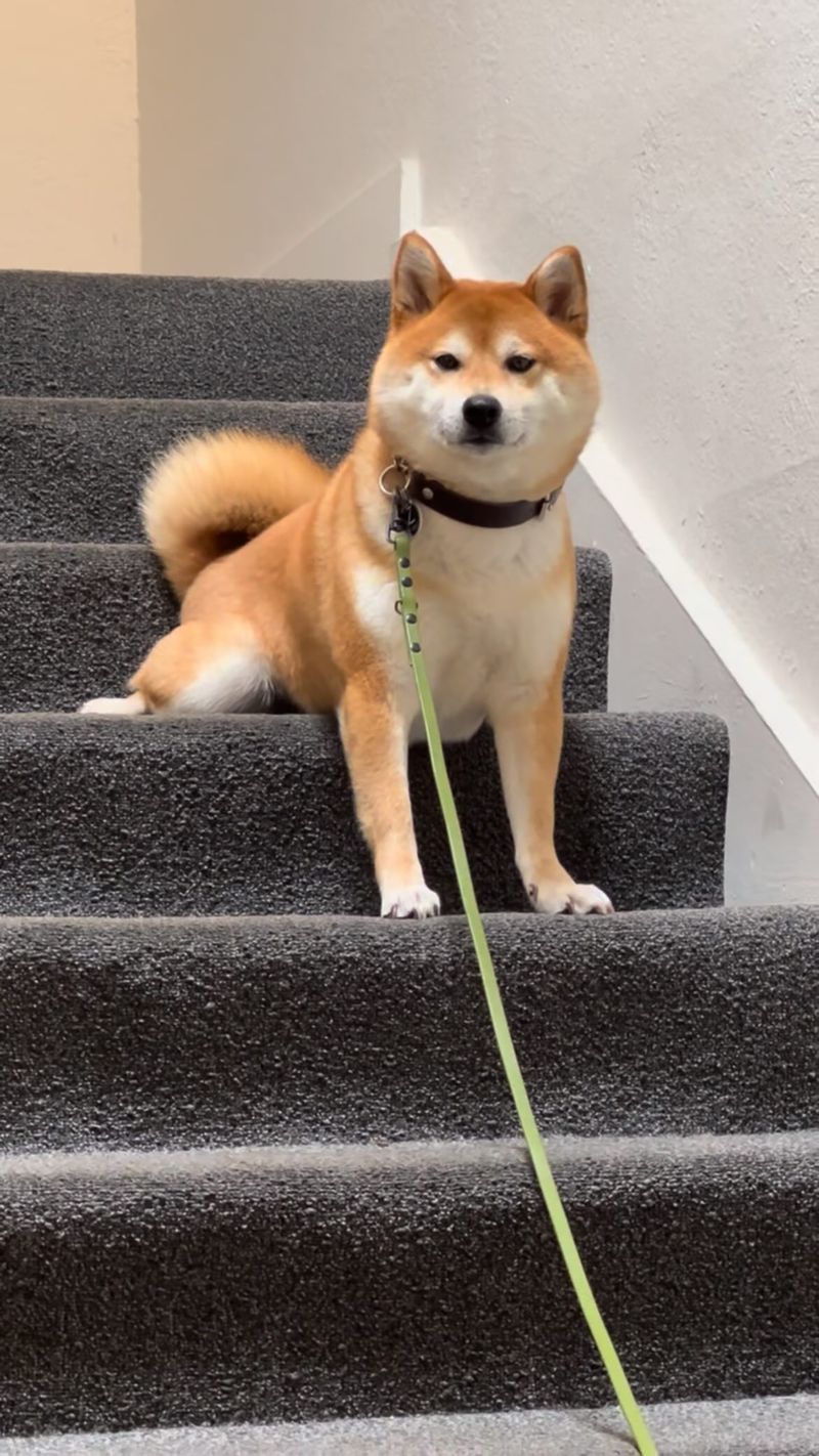Shiba Inu