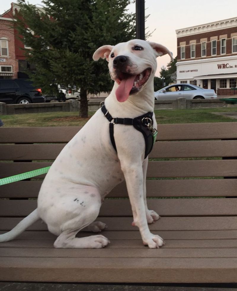 American Staffordshire Terrier