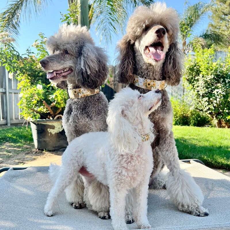 Poodle