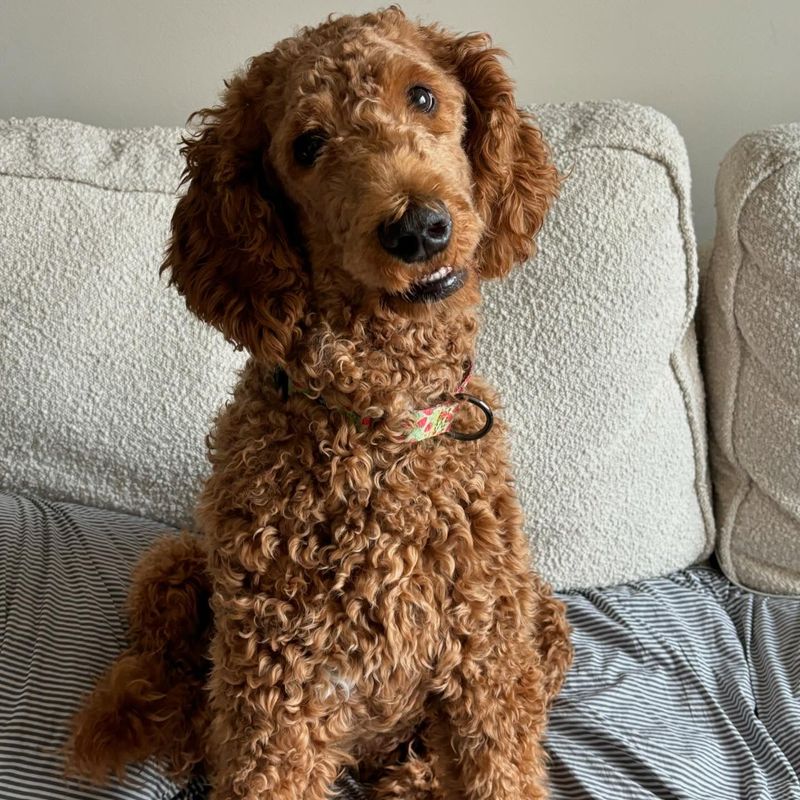 Poodle