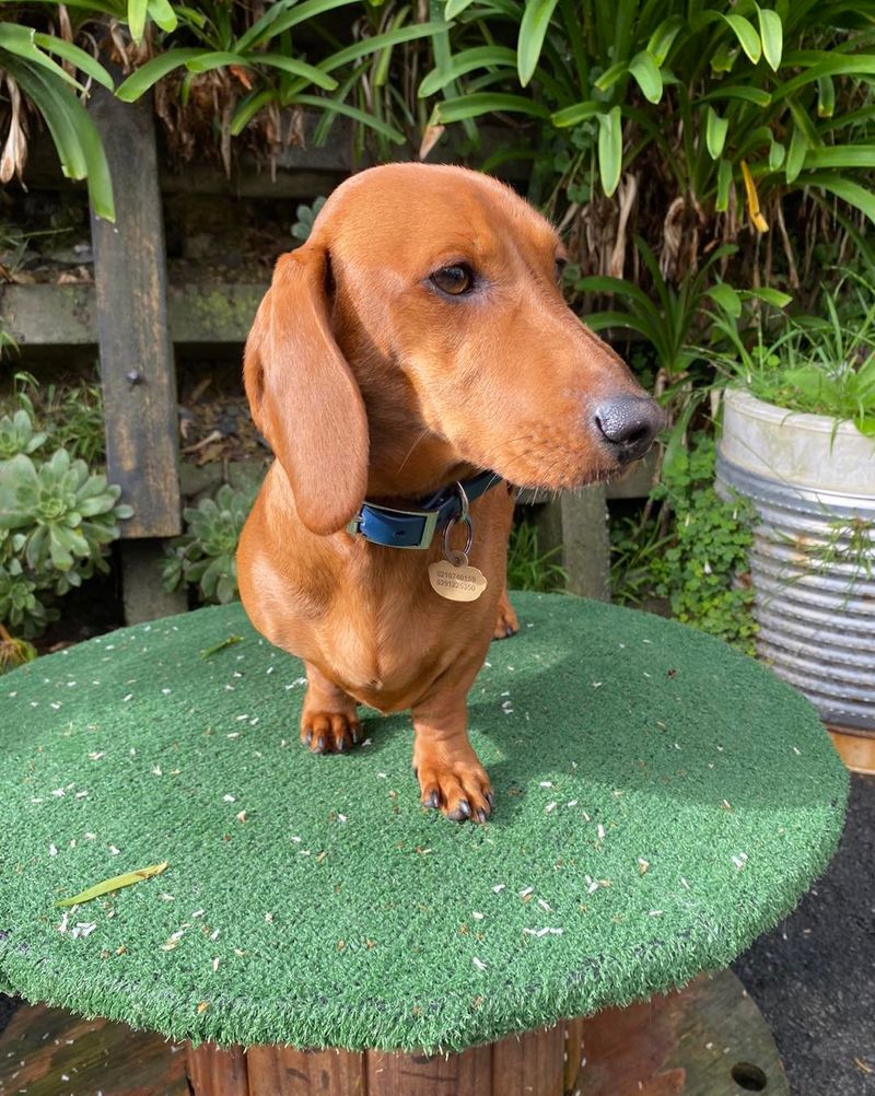 Dachshund