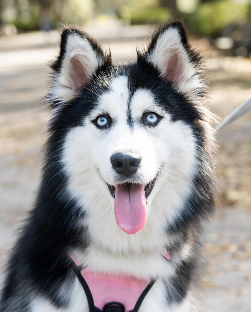 Siberian Husky
