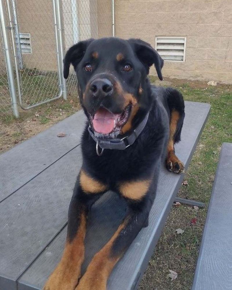 Rottweiler