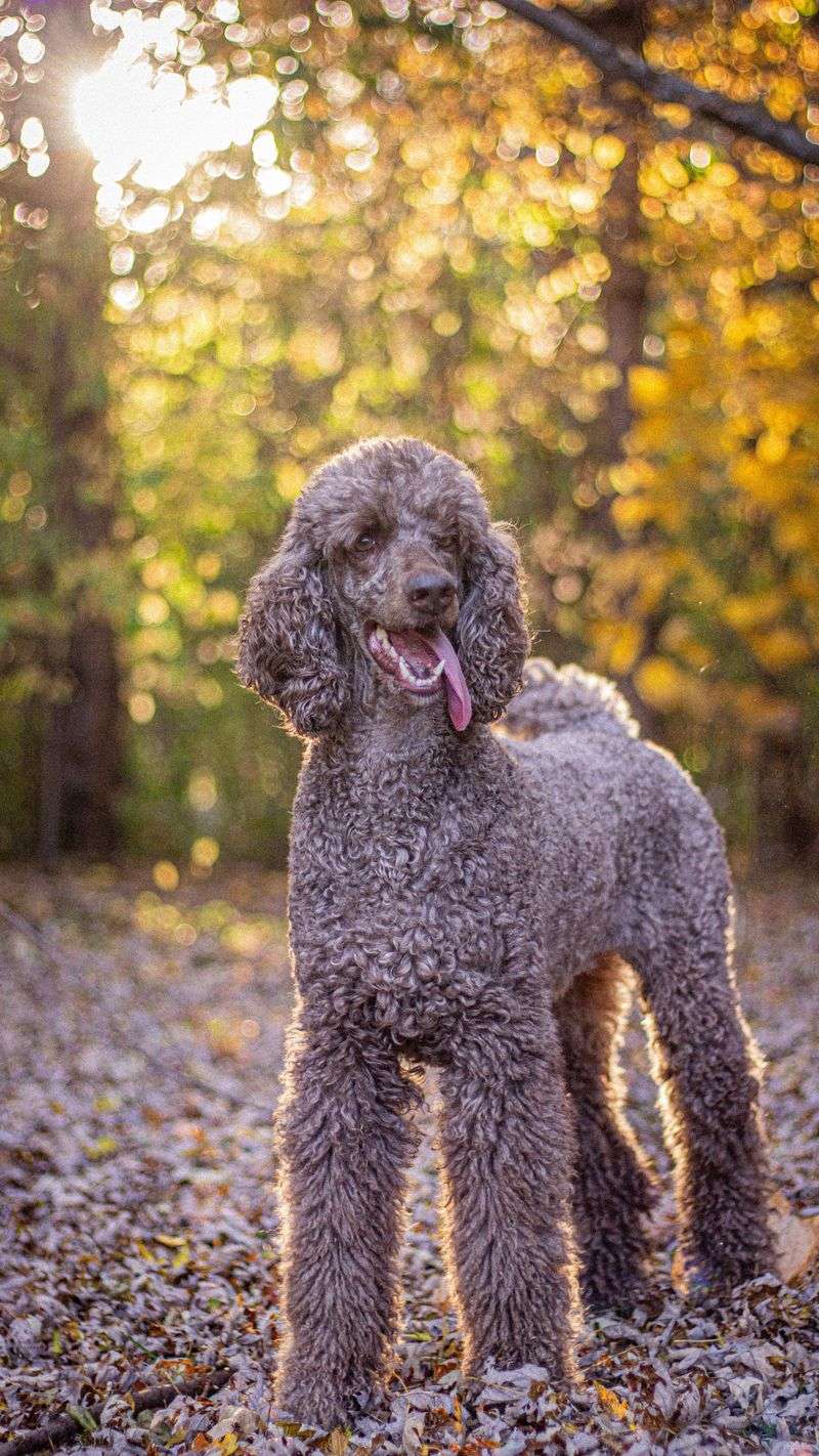 Poodle