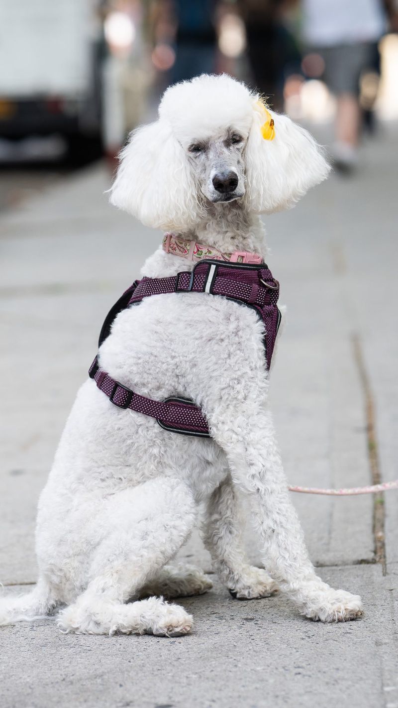 Poodle