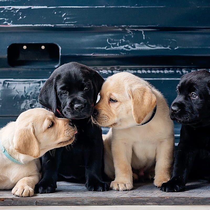 Labrador Retriever