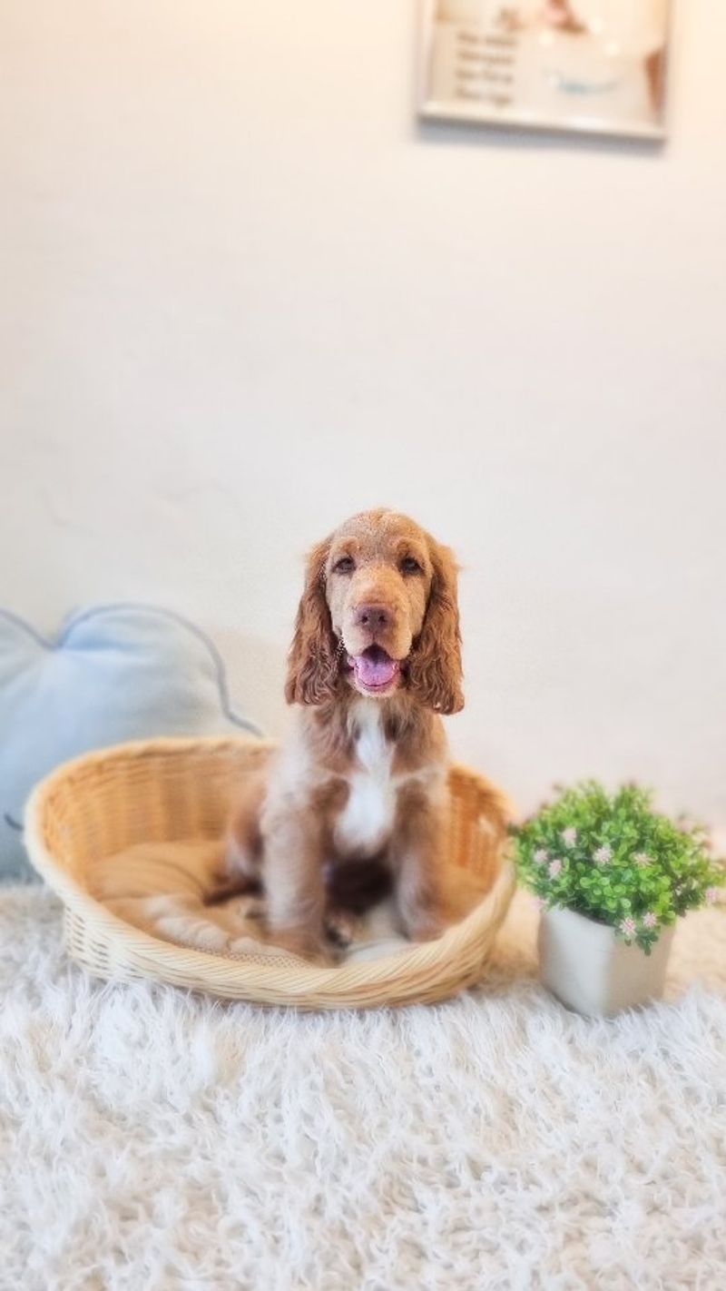 Cocker Spaniel