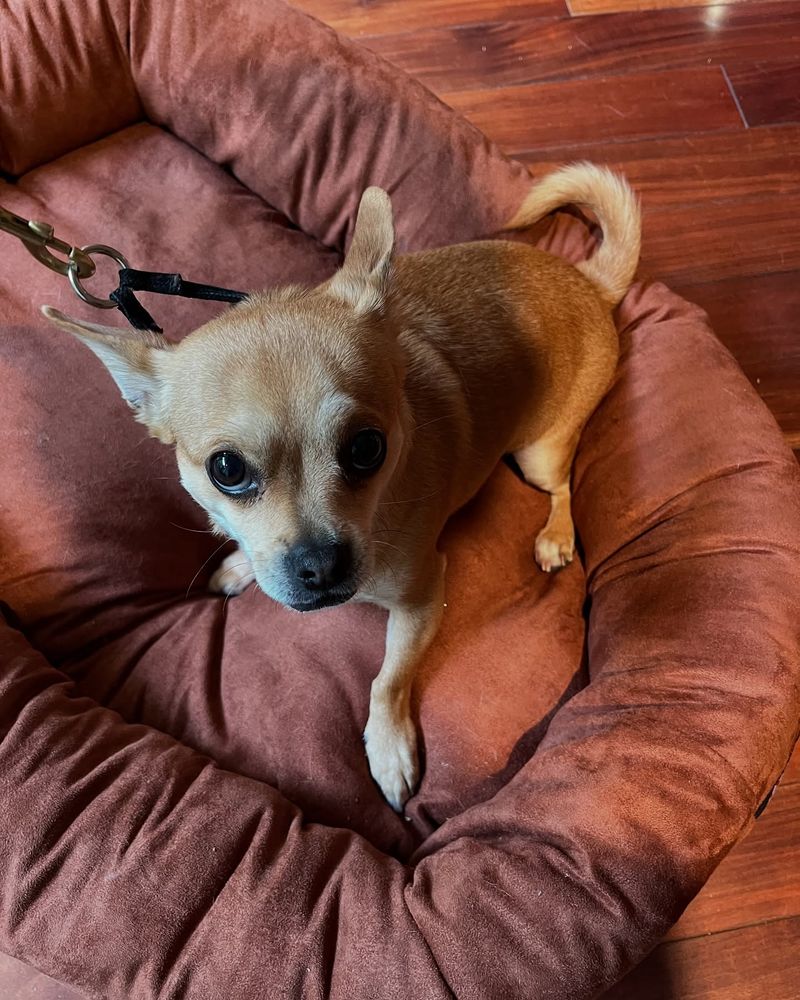 Chihuahua