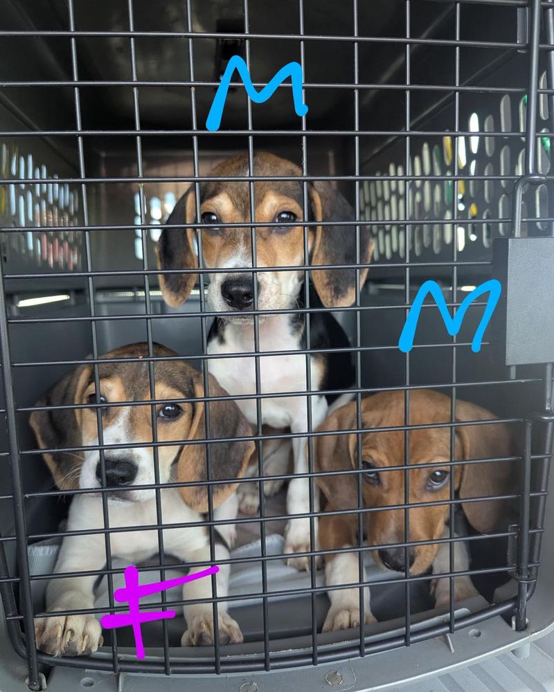 Beagle