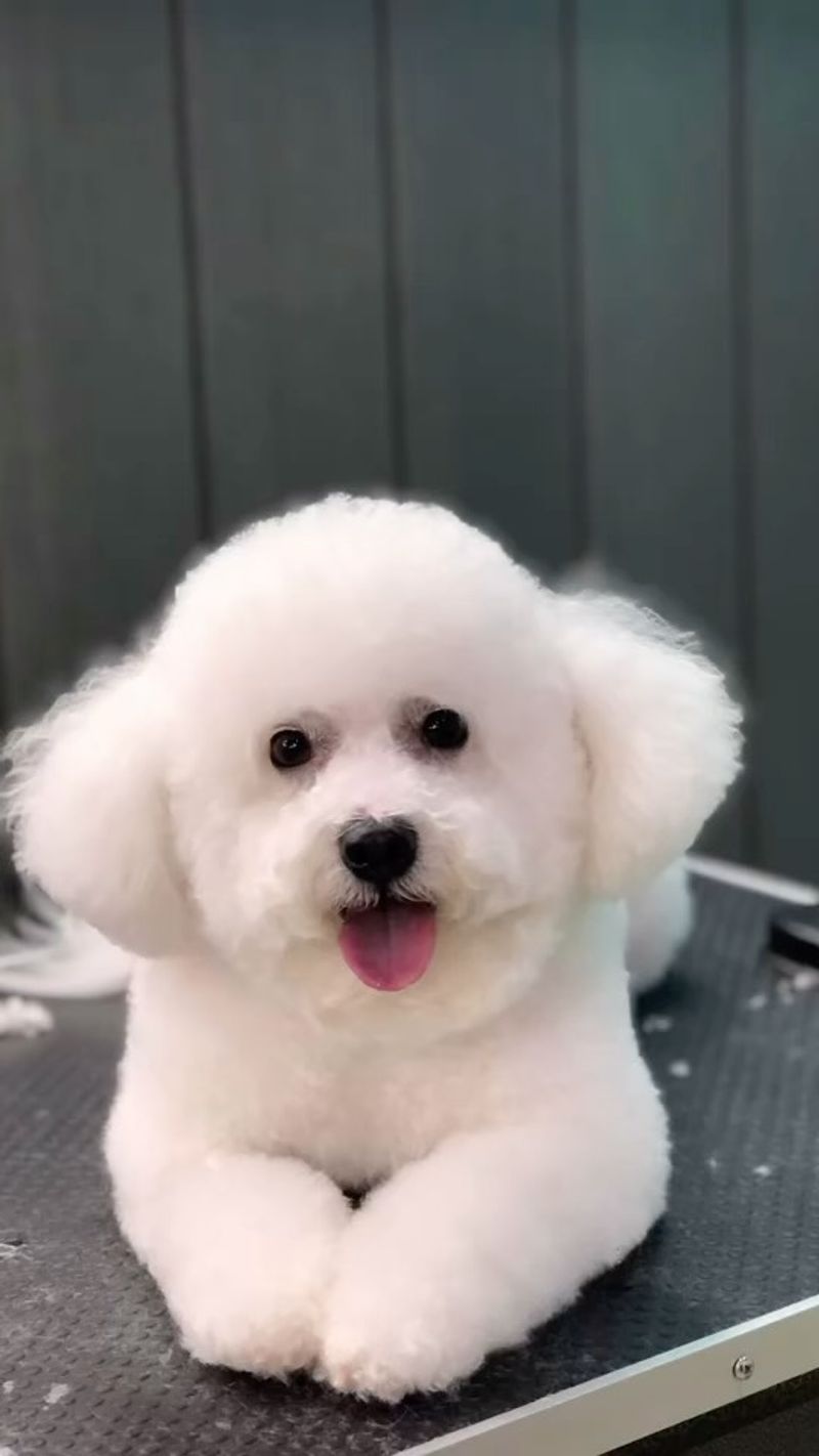 Bichon Frise