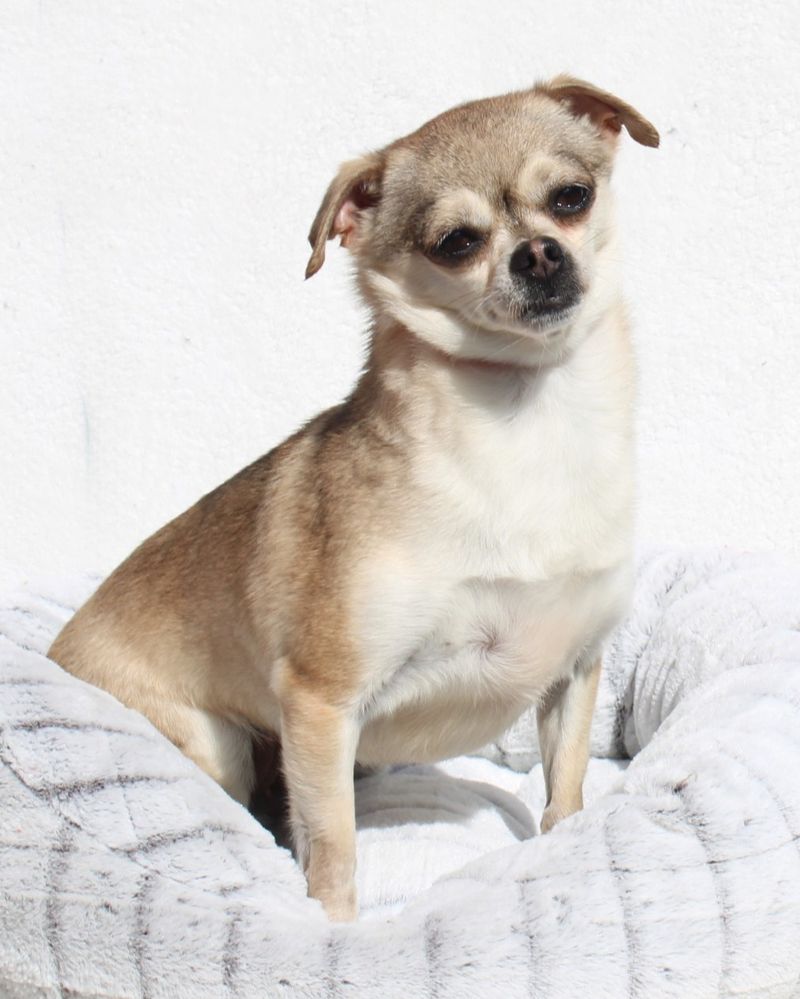 Chihuahua