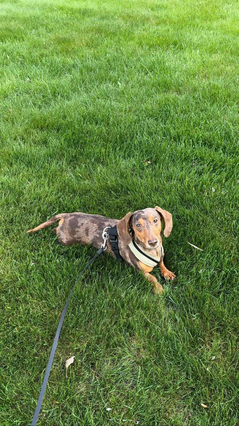 Dachshund