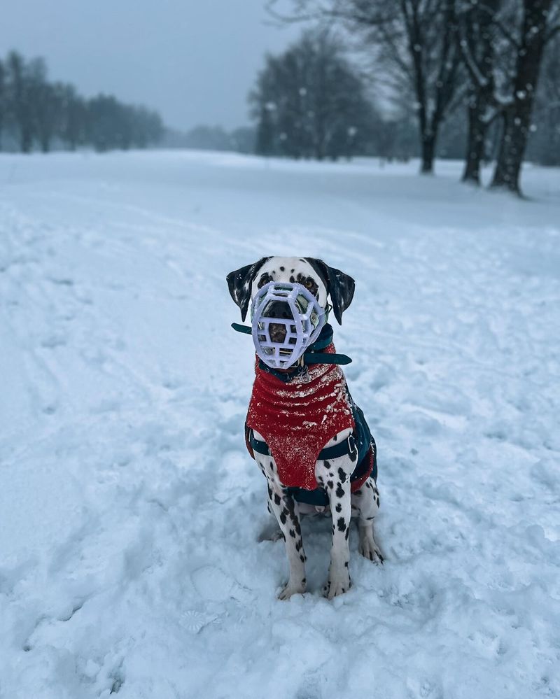 Dalmatian