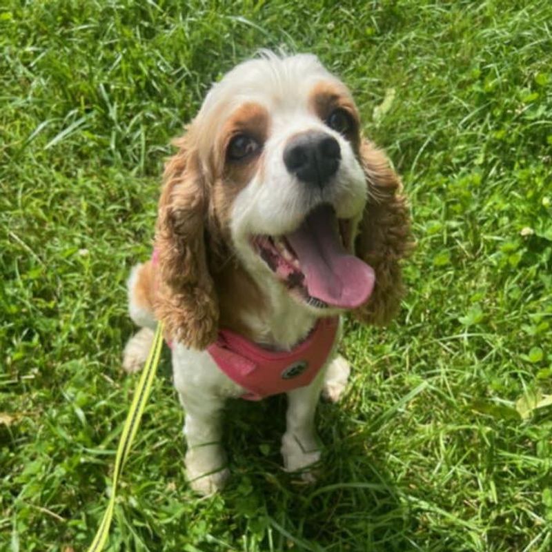 Cocker Spaniel