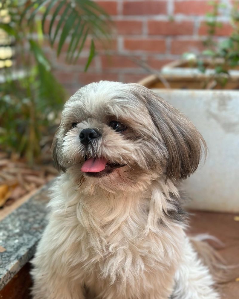 Shih Tzu