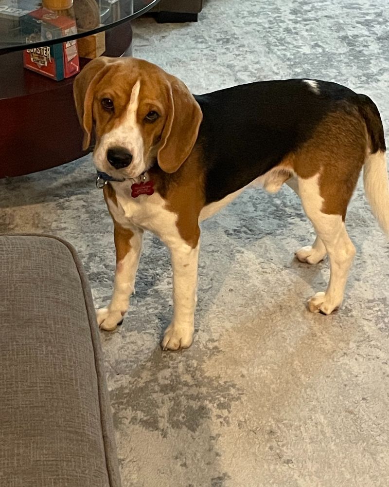 Beagle