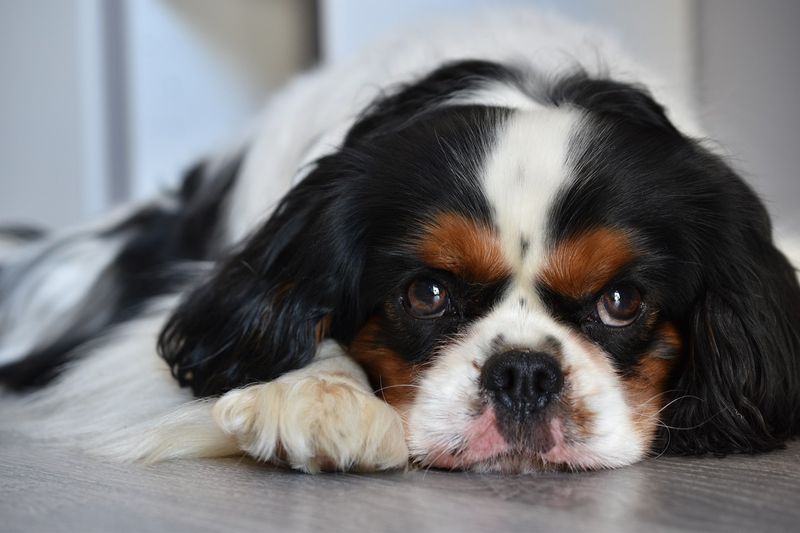 Cavalier King Charles Spaniel