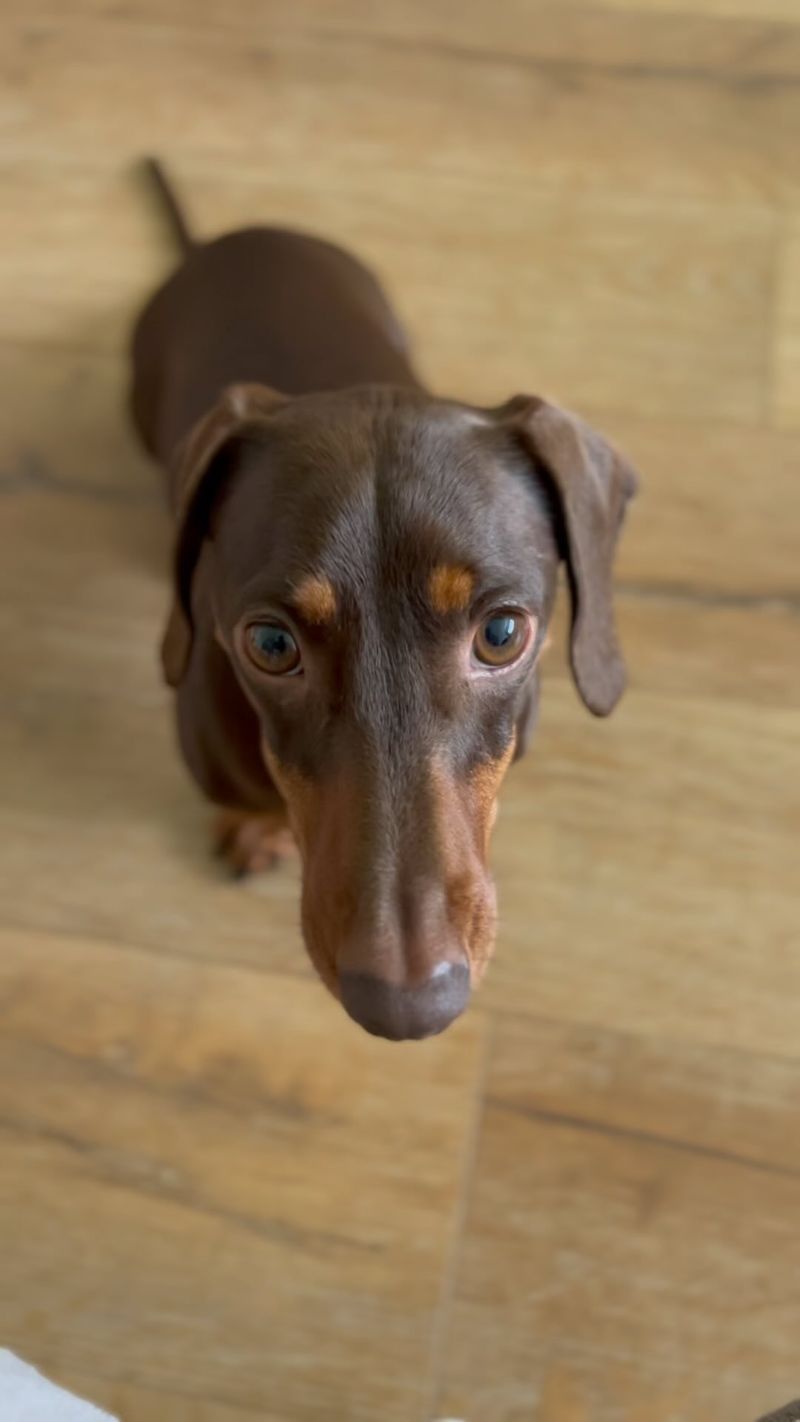 Dachshund - Overrated