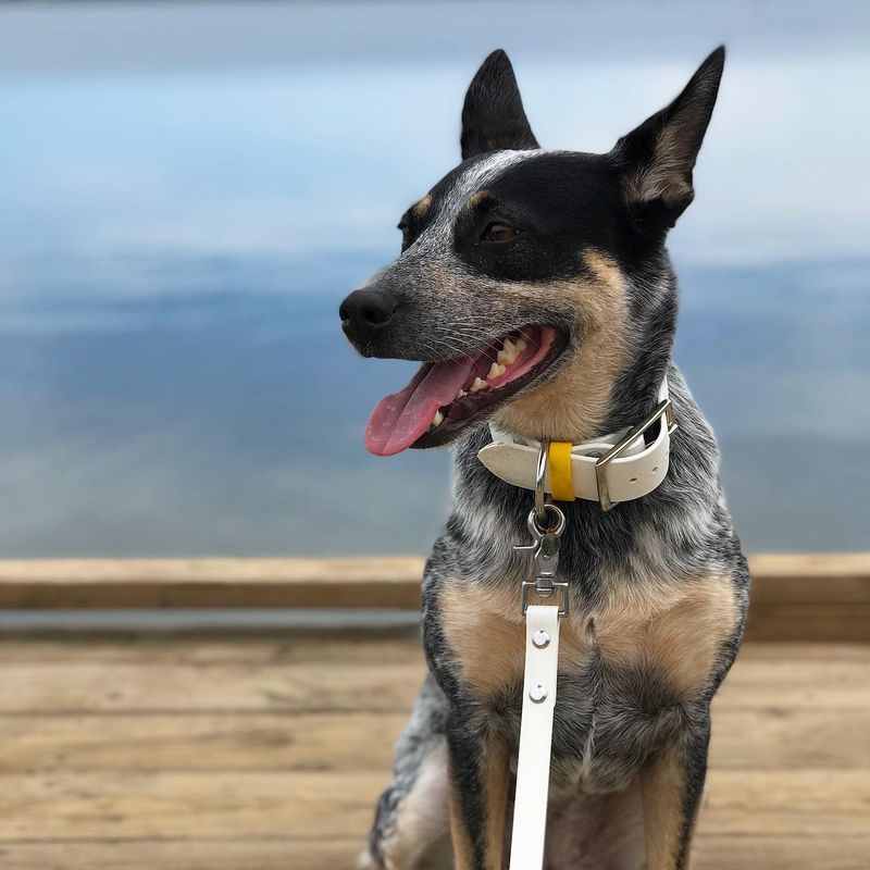 Australian Cattle Dog