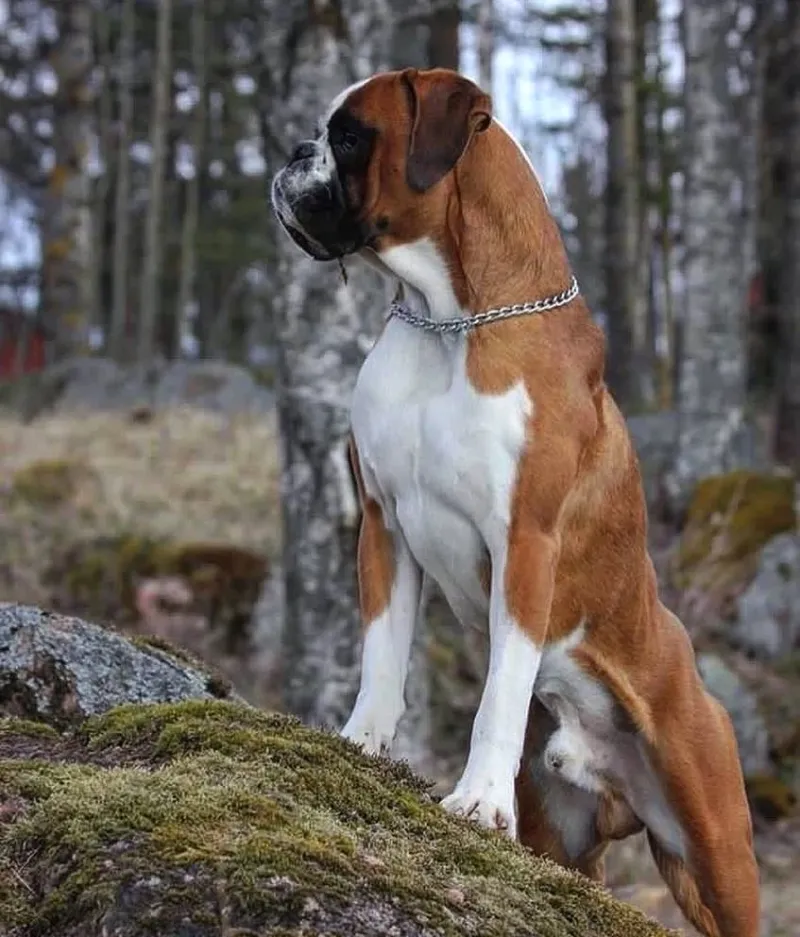 Boxer