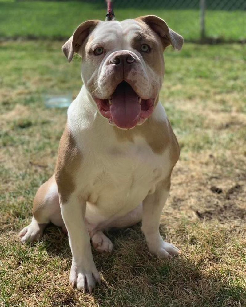 Olde English Bulldogge
