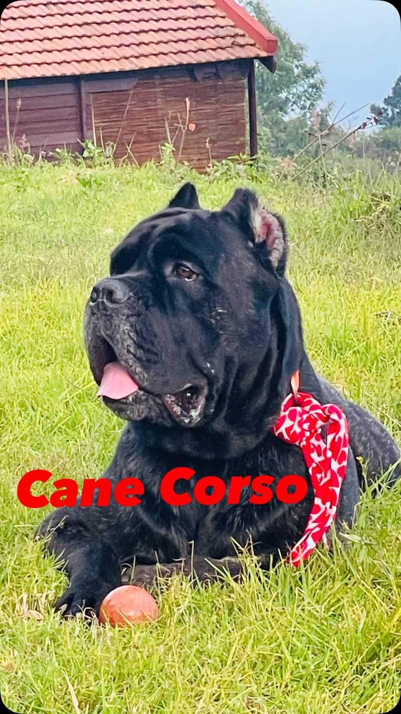 Cane Corso