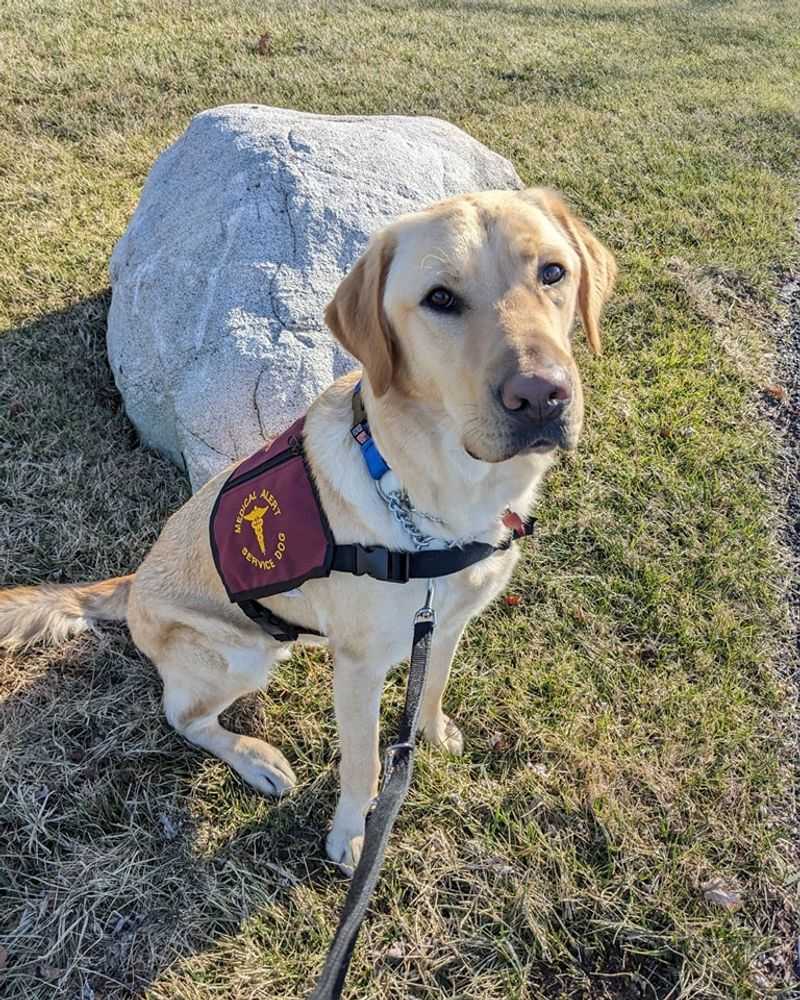 Labrador Retriever