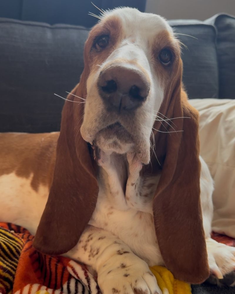 Basset Hound
