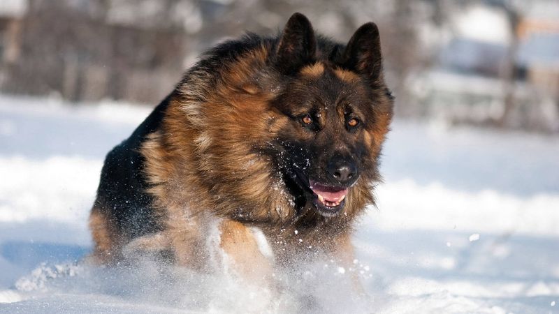 German Shepherd