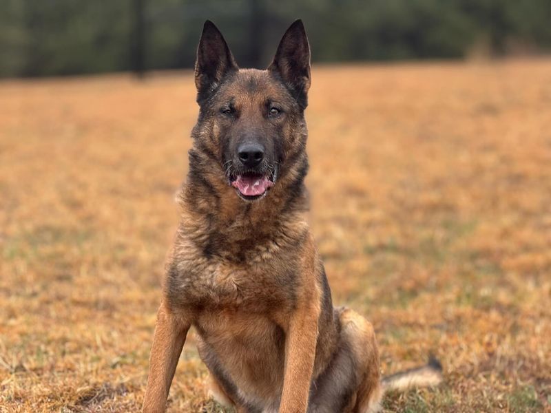 German Shepherd