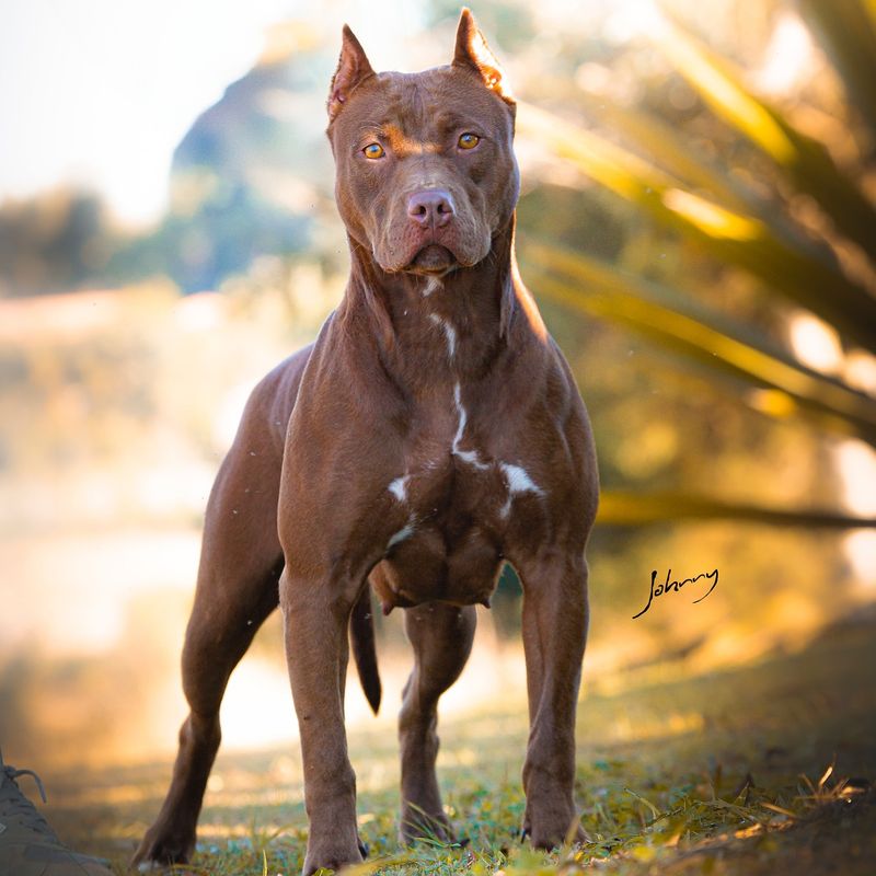 American Pit Bull Terrier