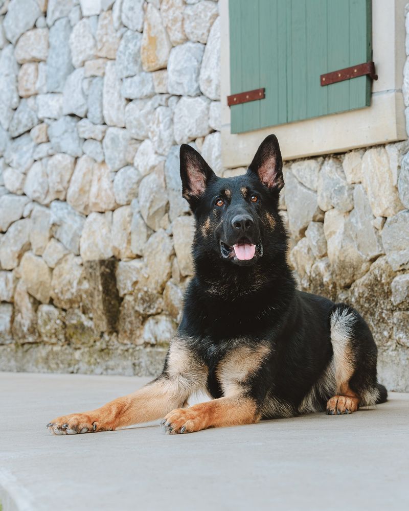 German Shepherd