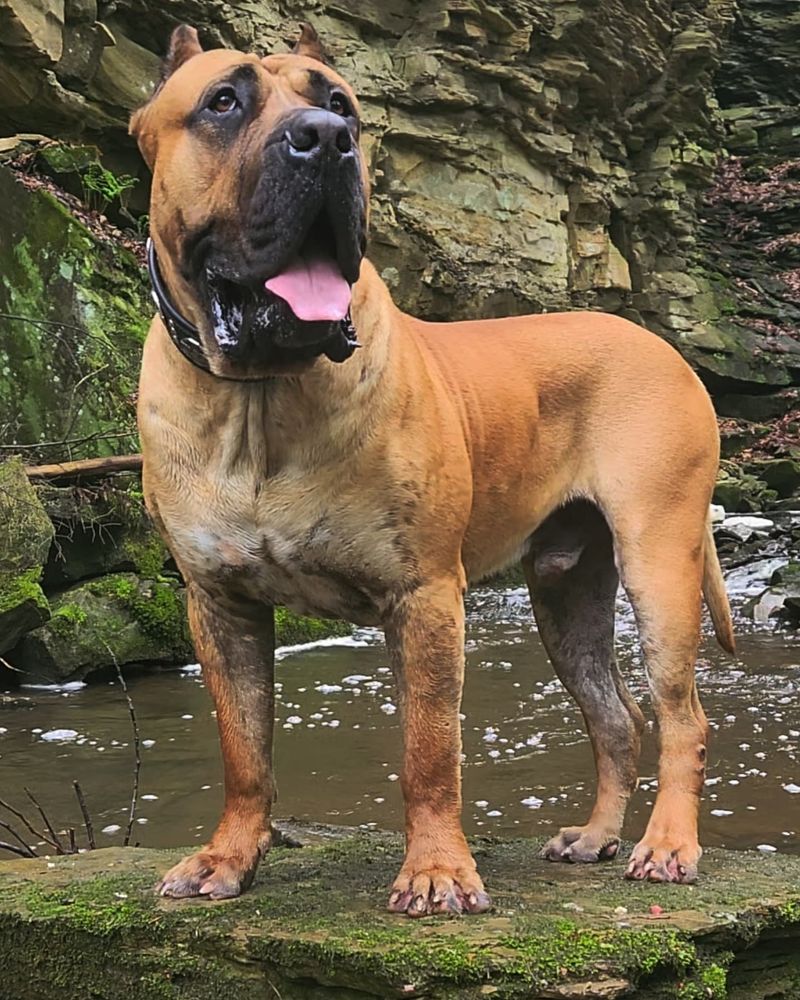 Presa Canario